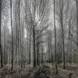 FOREST 1111 - Limited Edition 6 of 50 by Jerzy Konstantynowicz