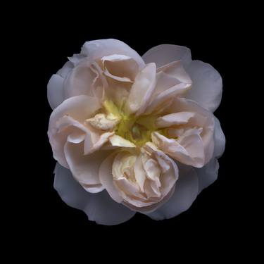 Memory - White Rose #02 thumb