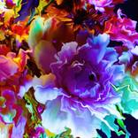 Electric Bloom thumb
