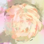 Abstract Flowers - Rose Pink Gold by Agnieszka Maria Zieba
