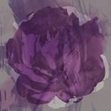 Abstract Flowers - Rose Violet by Agnieszka Maria Zieba