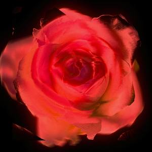 Abstract Flowers - Rose Red Distortion