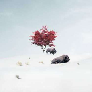 Print of Conceptual Animal Photography by Agnieszka Maria Zieba