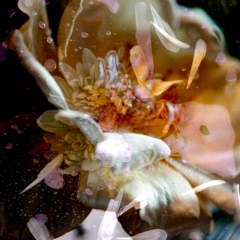Print of Abstract Floral Photography by Agnieszka Maria Zieba