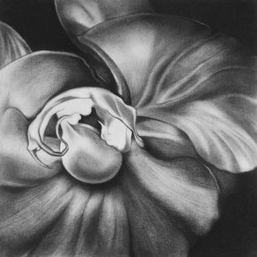 Original Floral Drawings by Cristina Cañamero