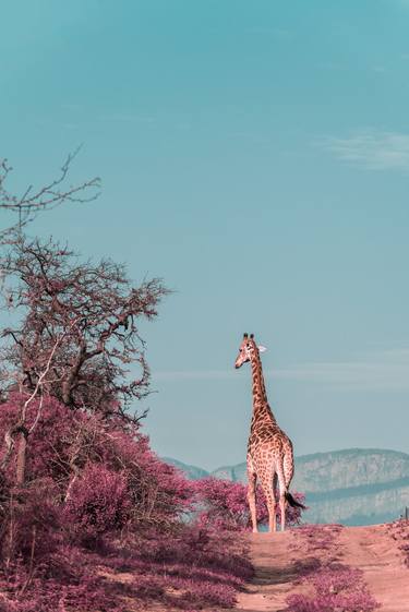 Print of Animal Photography by Michael Marker