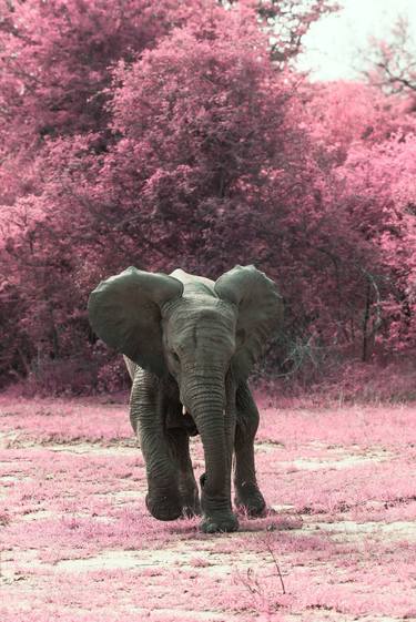 Print of Fine Art Animal Photography by Michael Marker