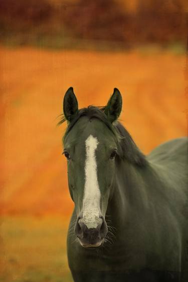 Print of Horse Photography by Michael Marker