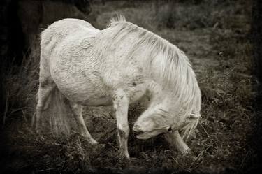 Print of Documentary Horse Photography by Michael Marker