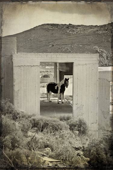Print of Documentary Horse Photography by Michael Marker