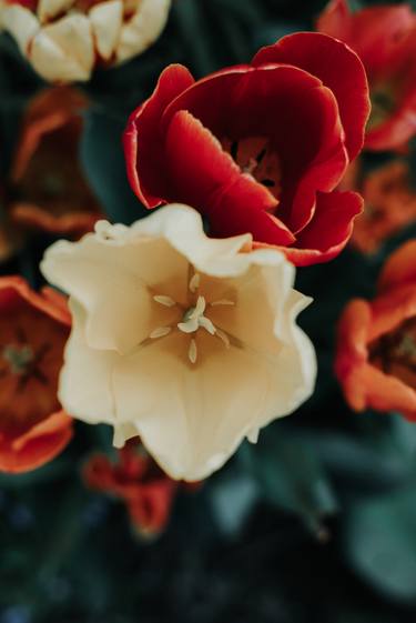 Print of Documentary Floral Photography by Michael Marker