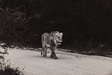 Print of Fine Art Animal Photography by Michael Marker