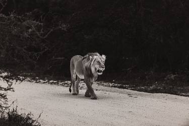 Original Fine Art Animal Photography by Michael Marker