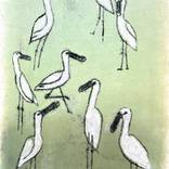 Spoonbills, green by Nynke Kuipers