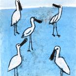 Spoonbills, blue by Nynke Kuipers