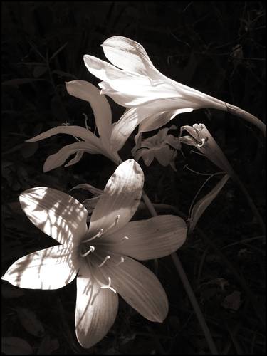 Original Fine Art Floral Photography by Chester DeWitt Rose