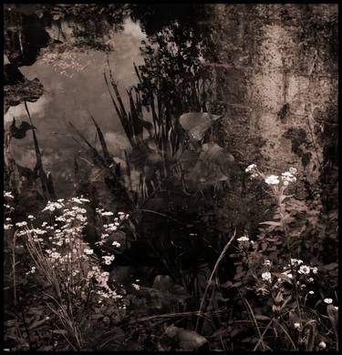 Original Realism Garden Photography by Chester DeWitt Rose