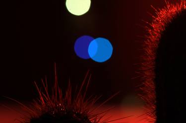 Cactus in Bokeh Lights #2 - Limited Edition of 1 thumb