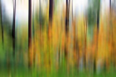 Print of Abstract Tree Photography by Kimberley Bruce