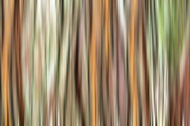 Print of Abstract Tree Photography by Kimberley Bruce