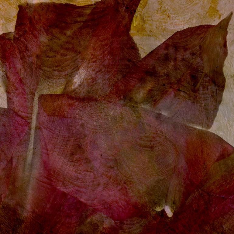 Original Abstract Nature Photography by Kimberley Bruce