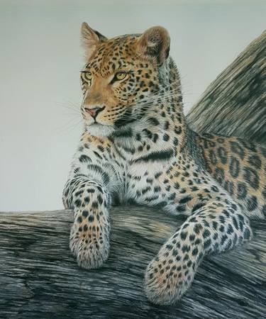 Observation Station - leopard in tree - 2/150 signed limited edition print thumb