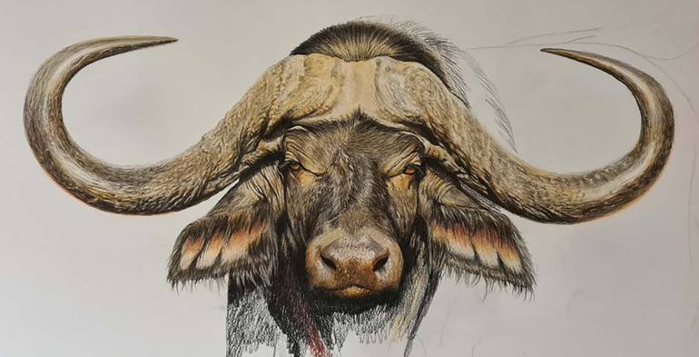 Original Figurative Animal Drawing by Charlotte Williams