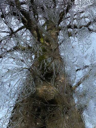 Frozen tree - Limited Edition of 10 thumb
