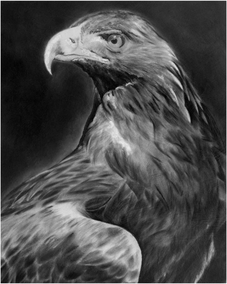 Golden Eagle Drawing by Erik Nohalty | Saatchi Art