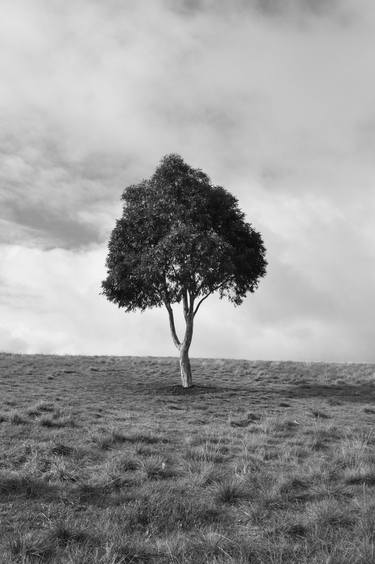 A Tree thumb