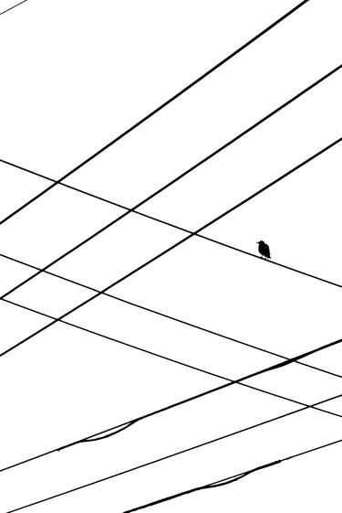 Bird On A Wire thumb