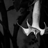white swan - Limited Edition 1 of 7 by Ivan Pesic