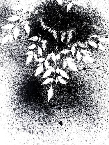 Print of Documentary Botanic Paintings by Michael Duke Pavoni