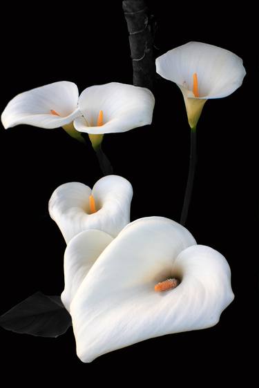 Original Fine Art Floral Photography by Aidan Moran