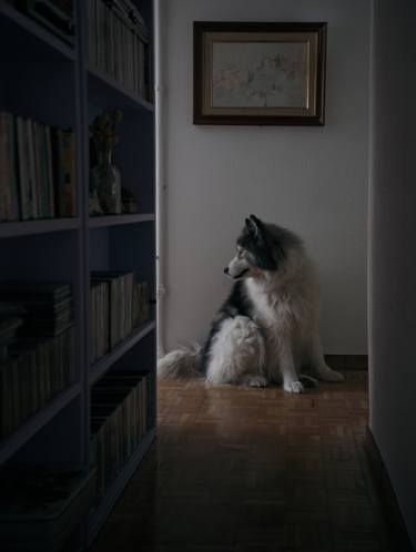 Print of Realism Animal Photography by Santiago García de Leaniz