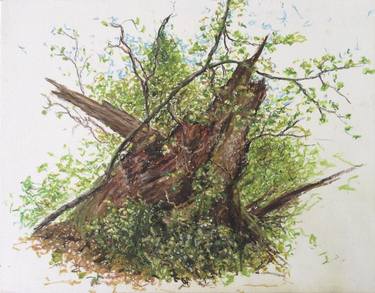 Original Tree Drawings by Colin Mitchell