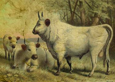 Original Animal Paintings by Sarah Vernon