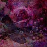 Collection Sarah Vernon