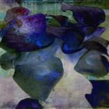 Collection Sarah Vernon