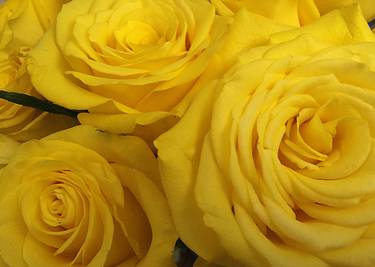 Snuggling Yellow Roses thumb