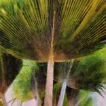 Frond by Lelia DeMello