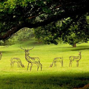 Collection Red Deer Herd in Woodland