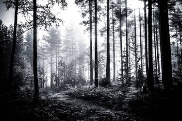 "Misty Forest" multiple award winner photo thumb