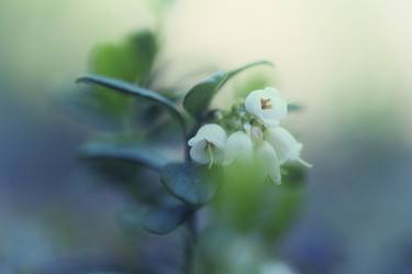 Cowberry flowers - Limited Edition 1 of 5 thumb