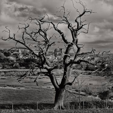 Print of Documentary Tree Photography by Austris Jaudzems