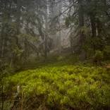 Enchanted Forest: A Green Haven by Adrianna MJW
