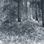 Snowy Forest - Minimalist Contemporary Fine Art Photography by Adrianna MJW