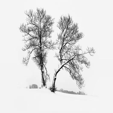 Print of Realism Tree Photography by Adrianna Wojcik Muffat Jeandet