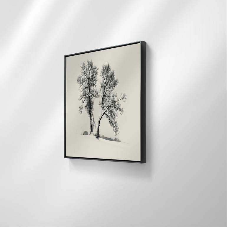 Original Realism Tree Photography by Adrianna MJW