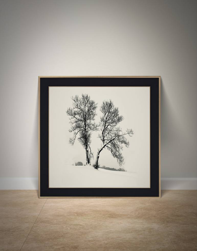 Original Realism Tree Photography by Adrianna MJW